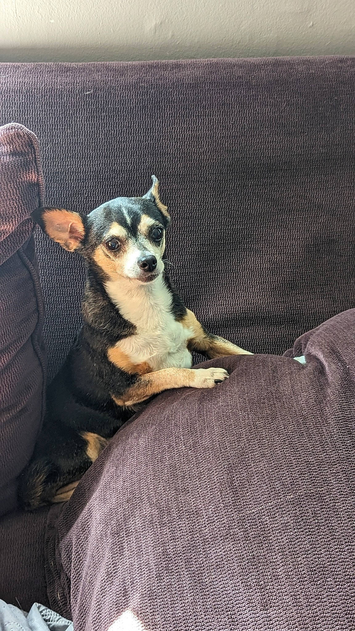 Abby is registered to the contest to win money with this photo: canidae, carnivore, comfort, companion_dog, dog, dog_breed, dog_supply, fawn, fur, grey, linens, paw, sitting, small_terrier, snout, terrestrial_animal, toy_dog, whiskers