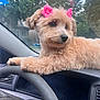 puppy, dog, car, dashboard, steering_wheel, pink_flower_clips, pet, animal, fluffy, tan, window, outdoor, cute, young, domestic_animal, looking, sitting, fur, ears, nose