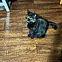 cat, tortoiseshell, animal, pet, fur, wooden_floor, indoor, flooring, greenery, curious, sitting, whiskers, tail, ears, eyes, domestic, feline, cute, alert, house