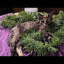 kitten, cat, tortoiseshell, fur, animal, pet, purple_cloth, greenery, pine_branches, indoor, resting, cute, curious, small, feline, young, fluffy, relaxed, eye_contact, nestled