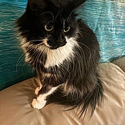 Rosa is registered to the contest to win money with this photo: cat, black_and_white, fluffy, whiskers, yellow_eyes, sitting, leather_surface, indoor, pet, feline, curious, long_fur, close_up, animal, soft_texture, background, portrait, domestic_cat, furry, relaxed