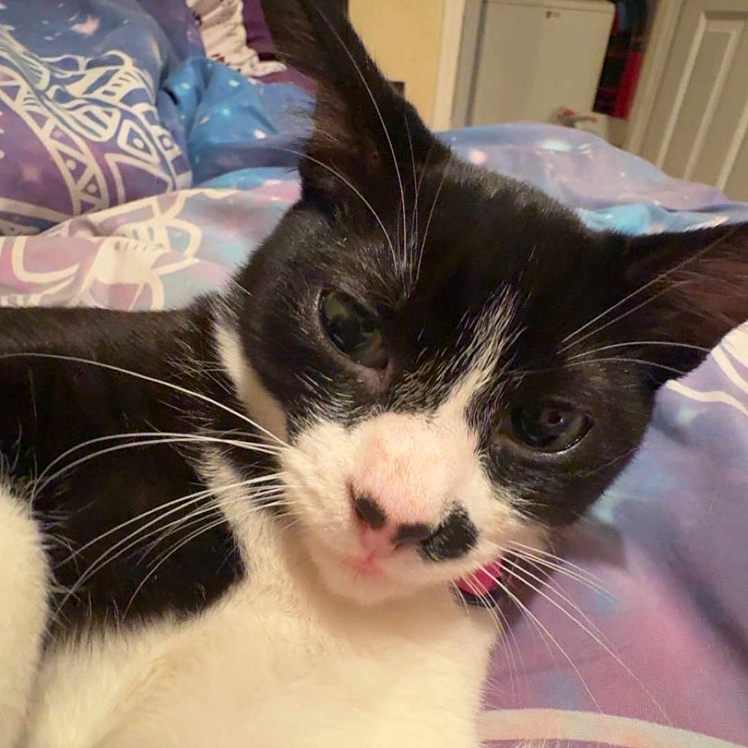 Oreo