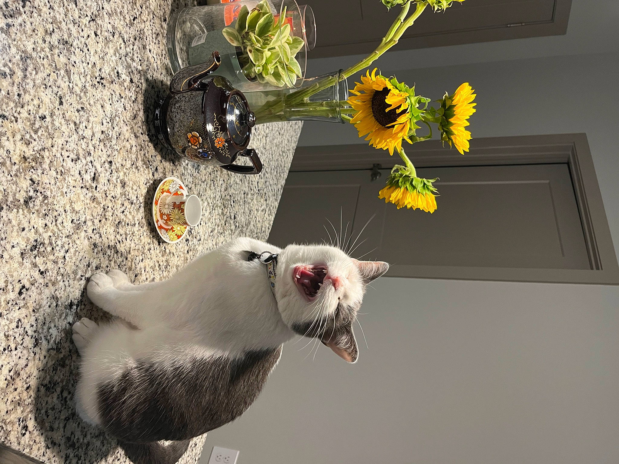 Chicken joined the competition — help win amazing prizes! art, artificial_flower, carnivore, cat, cut_flowers, eyewear, felidae, fish, floral_design, flower, flower_arranging, petal, plant, small_to_medium_sized_cats, sporting_group, still_life_photography, tail, toy, visual_arts, whiskers