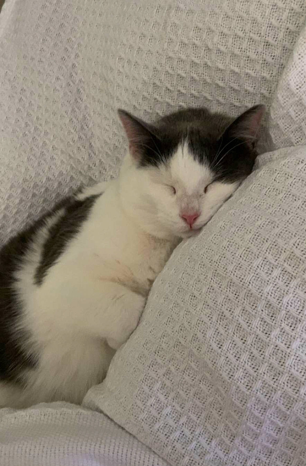 Chicken joined the competition — help win amazing prizes! carnivore, cat, claw, comfort, domestic_short_haired_cat, eye, felidae, flooring, foot, fur, head, linens, nap, paw, sleep, small_to_medium_sized_cats, snout, tail, whiskers