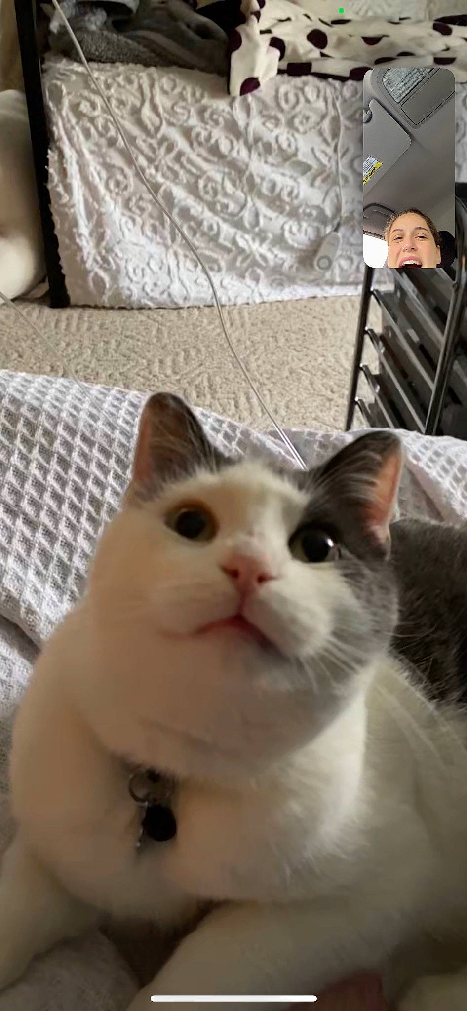 Chicken is registered to the contest to win money with this photo: carnivore, cat, comfort, couch, domestic_short_haired_cat, felidae, fur, furniture, iris, linens, pillow, small_to_medium_sized_cats, snout, terrestrial_animal, throw_pillow, whiskers, white