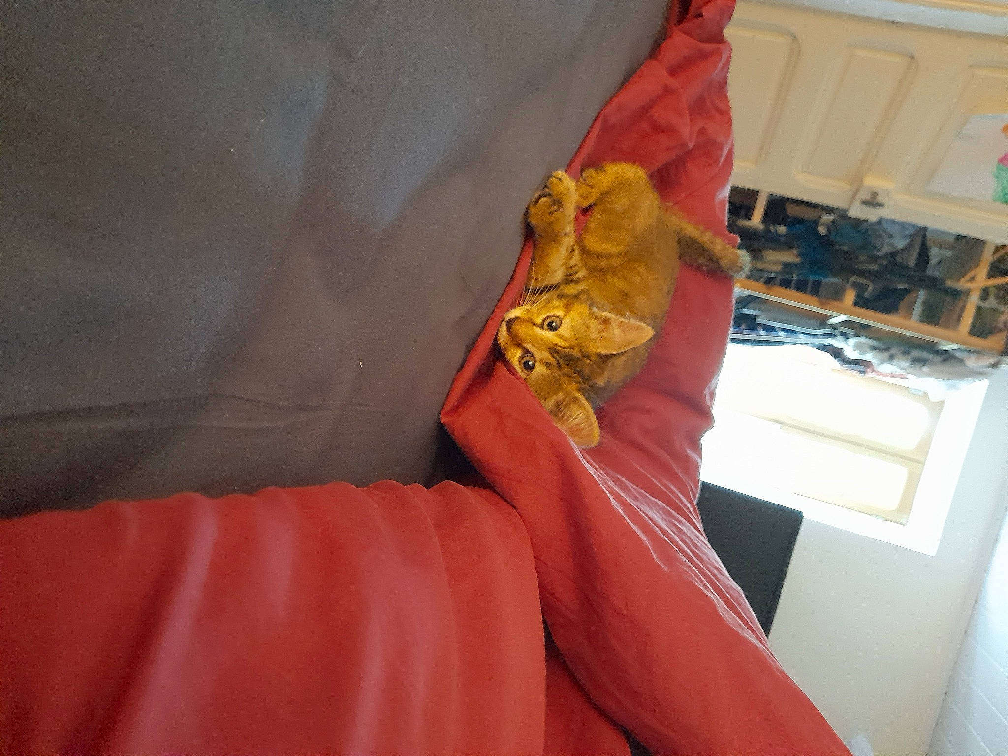 Brownies a rejoint le concours — aidez-le/la à gagner de superbes lots ! carmine, chair, cocktail_dress, comfort, dress, electric_blue, fashion_accessory, fashion_design, human_leg, leather, linens, magenta, nail, orange, paper, peach, room, sitting, thigh, wood