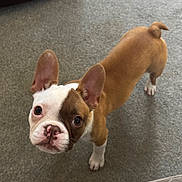 Belle joined the competition — help win amazing prizes! dog, puppy, brown_and_white, short_hair, ears, big_eyes, looking_up, nose, paw, carpet, indoor, pet, companion, portrait, face, curious, standing, cute, whiskers, small_tail