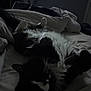 Pepe Le Pew is registered to the contest to win money with this photo: cat, black_and_white, fluffy, bed, blanket, sleeping, indoor, cozy, relaxed, paws_up, pet, fur, whiskers, animal, resting, dark, soft_lighting, feline, cuddly, home