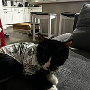 Pepe Le Pew is registered to the contest to win money with this photo: cat, black_and_white_cat, pet_clothing, shirt, couch, indoor, kitchen, stool, counter, appliance, window_blinds, floor, box, furniture, domestic, curious, relaxed, animal, household, cozy