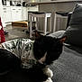 cat, black_and_white_cat, pet_clothing, shirt, couch, indoor, kitchen, stool, counter, appliance, window_blinds, floor, box, furniture, domestic, curious, relaxed, animal, household, cozy