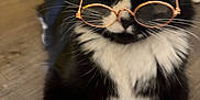 Pepe Le Pew joined the competition — help win amazing prizes! cat, tuxedo_cat, glasses, indoor, floor, wooden_floor, pet, animal, black_and_white, whiskers, cute, lying_down, feline, domestic_cat, close_up, portrait, household, relaxed, funny, wearing_glasses