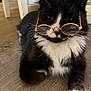 cat, tuxedo_cat, glasses, indoor, floor, wooden_floor, pet, animal, black_and_white, whiskers, cute, lying_down, feline, domestic_cat, close_up, portrait, household, relaxed, funny, wearing_glasses
