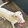 animal, bull_terrier, canine, companion, curious, dog, domestic_animal, ears, floor, fur, indoor, looking_up, paw, pet, playful, snout, tail, tile_floor, tongue_out, white_dog