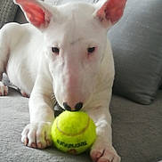 Daenerys a rejoint le concours — aidez-le/la à gagner de superbes lots ! animal, bull_terrier, close_up, couch, cute, dog, domestic_animal, ears, furniture, gray, indoor, paws, pet, playful, puppy, resting, tennis_ball, toy, white_fur, young_dog