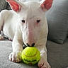 animal, bull_terrier, close_up, couch, cute, dog, domestic_animal, ears, furniture, gray, indoor, paws, pet, playful, puppy, resting, tennis_ball, toy, white_fur, young_dog