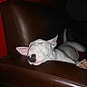 Daenerys participe au concours pour gagner de l'argent avec cette photo : animal, bull_terrier, canine, comfort, cozy, dog, ears, fur, home, indoor, leather_couch, night, paw, pet, quiet, relaxed, resting, sleeping, snout, white_dog