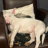 Daenerys participe au concours pour gagner de l'argent avec cette photo : animal, armchair, blanket, brown_leather, bull_terrier, canine, comfortable, cozy, dog, domestic_animal, fur, indoor, nap, pet, pillow, quiet, relaxed, resting, sleeping, white_dog