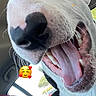Daenerys participe au concours pour gagner de l'argent avec cette photo : dog, white_dog, close_up, wide_angle, tongue_out, open_mouth, car_interior, window, seat, joyful, pet, canine, nose, teeth, whiskers, sunlight, daytime, happy, inside, vehicle