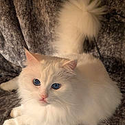 Kitty Girl is registered to the contest to win money with this photo: animal, blanket, blue_eyes, cat, close_up, cute, domestic_cat, ears, feline, fluffy_fur, indoor, lying_down, pet, pink_nose, portrait, relaxed, soft_texture, tail, whiskers, white_cat