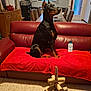 alert, chairs, couch, disinfectant_bottle, doberman, dog, door, floor, furniture, home, indoor, kitchen_appliances, leather_furniture, living_room, natural_light, pet, red_blanket, table, window, wooden_decor