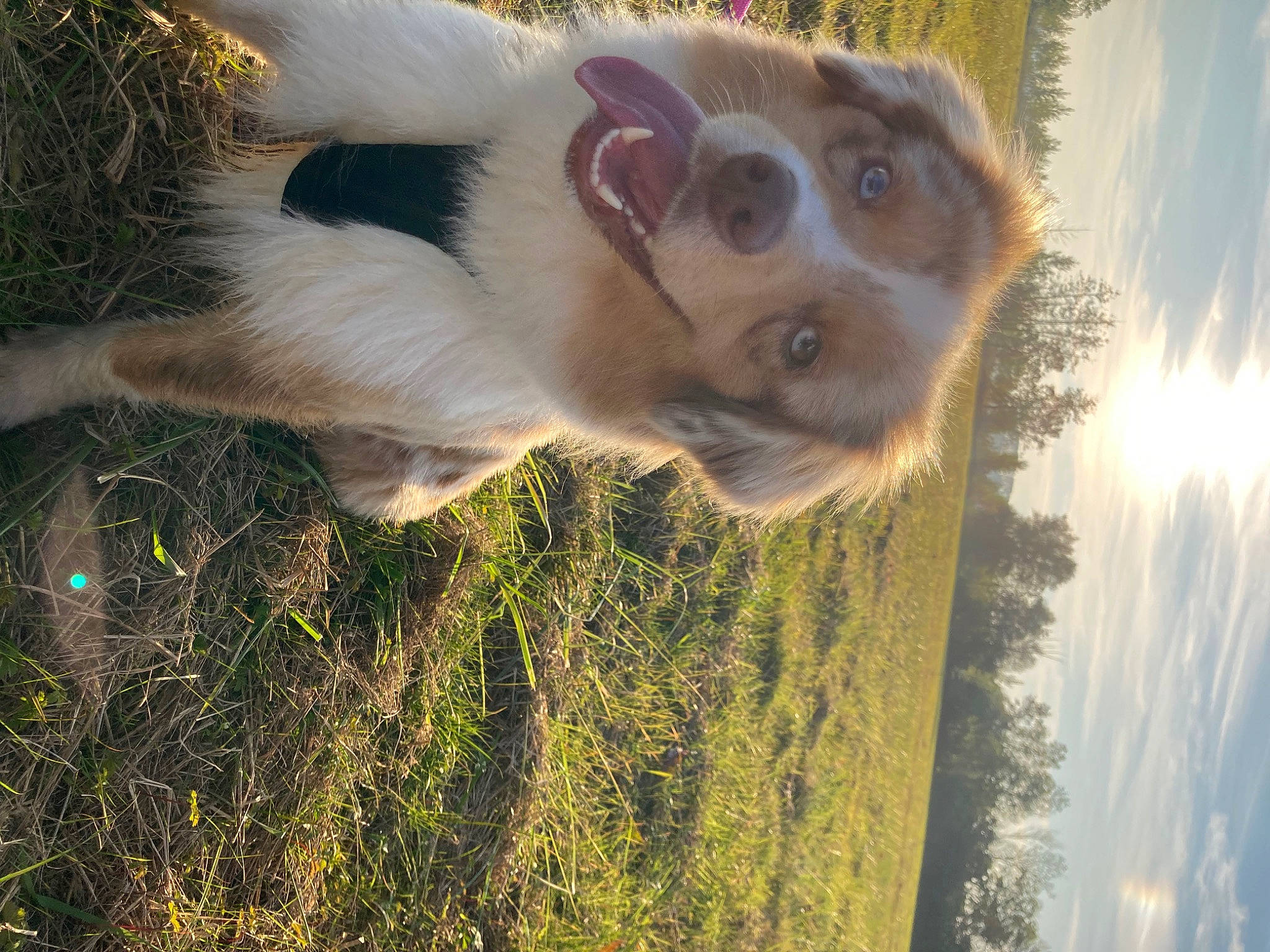 Peanut Butter a rejoint le concours — aidez-le/la à gagner de superbes lots ! carnivore, companion_dog, dog, dog_breed, fawn, fun, fur, grass, happy, landscape, light, people_in_nature, plant, primate, sky, sporting_group, sunlight, tree, water, wood