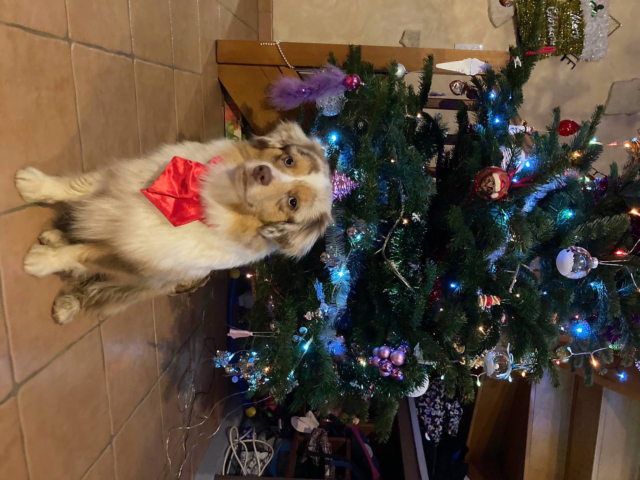 Peanut Butter participe au concours pour gagner de l'argent avec cette photo : carnivore, cat, christmas, christmas_decoration, christmas_eve, christmas_ornament, christmas_tree, companion_dog, conifer, event, fawn, felidae, fur, holiday, holiday_ornament, ornament, small_to_medium_sized_cats, spitz, tail, whiskers