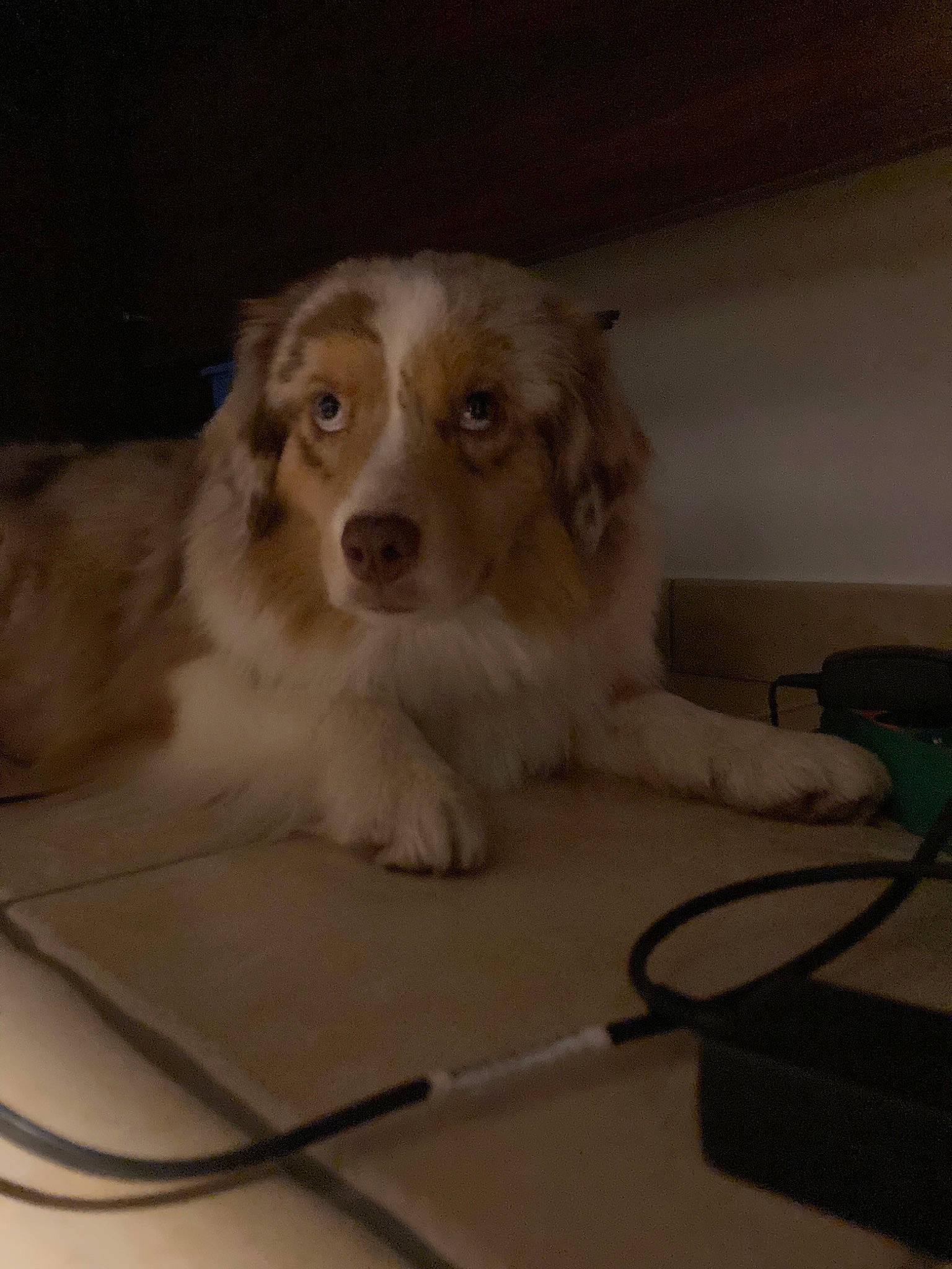 Peanut Butter a rejoint le concours — aidez-le/la à gagner de superbes lots ! canidae, carnivore, companion_dog, dog, dog_breed, dog_supply, fawn, flooring, fur, gun_dog, paw, puppy, small_greek_domestic_dog, snout, sporting_group, toy_dog, whiskers, working_animal, working_dog