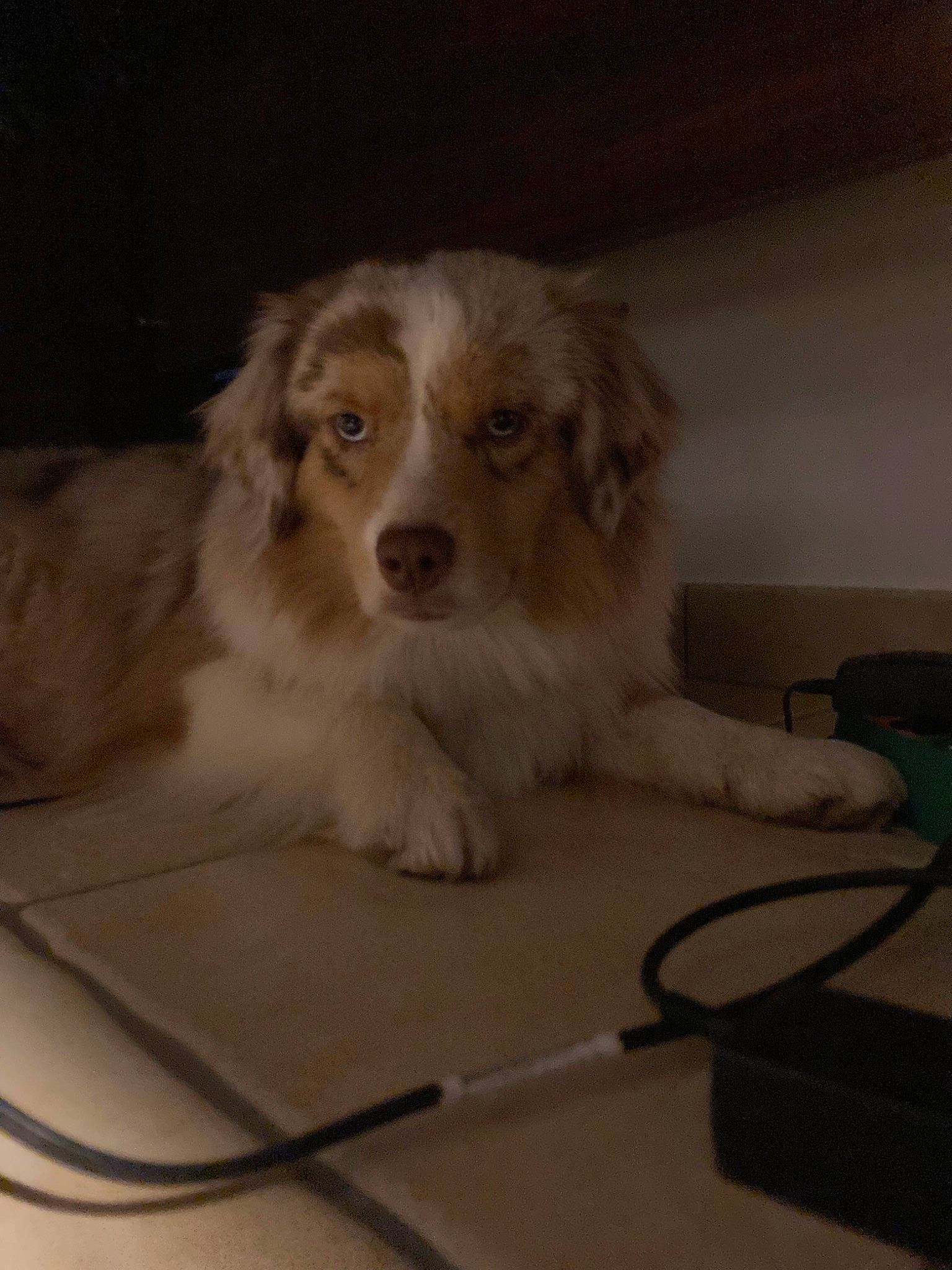 Peanut Butter participe au concours pour gagner de l'argent avec cette photo : canidae, carnivore, companion_dog, dog, dog_breed, flooring, fur, gun_dog, snout, sporting_group, terrestrial_animal, working_animal, working_dog