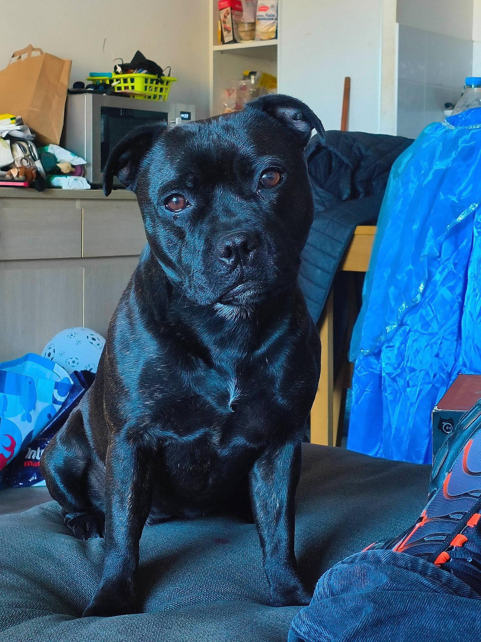 Shaya participe au concours pour gagner de l'argent avec cette photo : blue, borador, canidae, carnivore, comfort, companion_dog, dog, dog_breed, dog_supply, electric_blue, fur, grey, guard_dog, room, sitting, snout, sporting_group, toy_dog, whiskers, working_animal