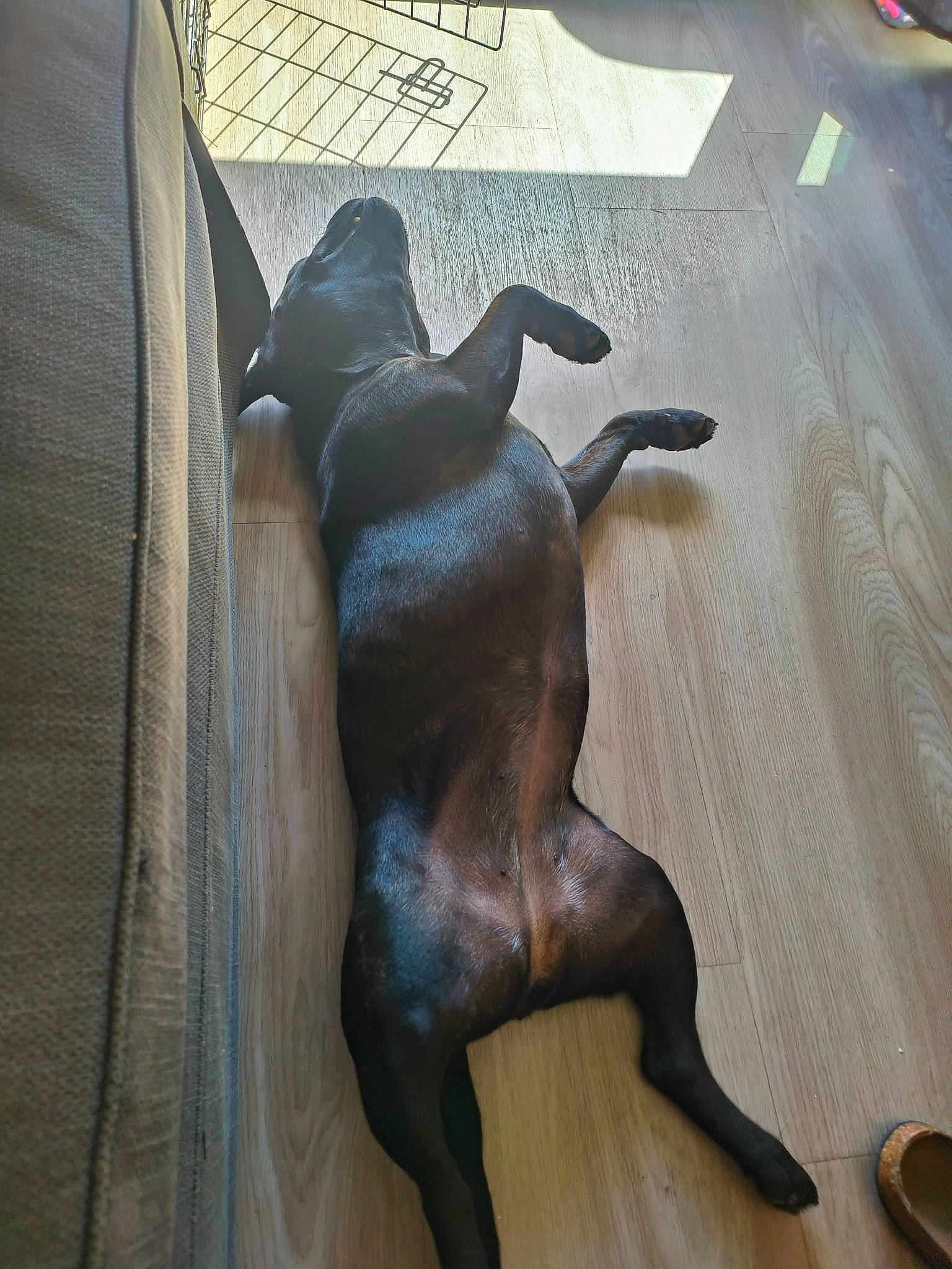 Shaya participe au concours pour gagner de l'argent avec cette photo : art, artifact, bronze_sculpture, comfort, companion_dog, dog_breed, fawn, flooring, hardwood, liver, metal, sculpture, snout, sporting_group, statue, table, tail, terrestrial_animal, wood, working_animal