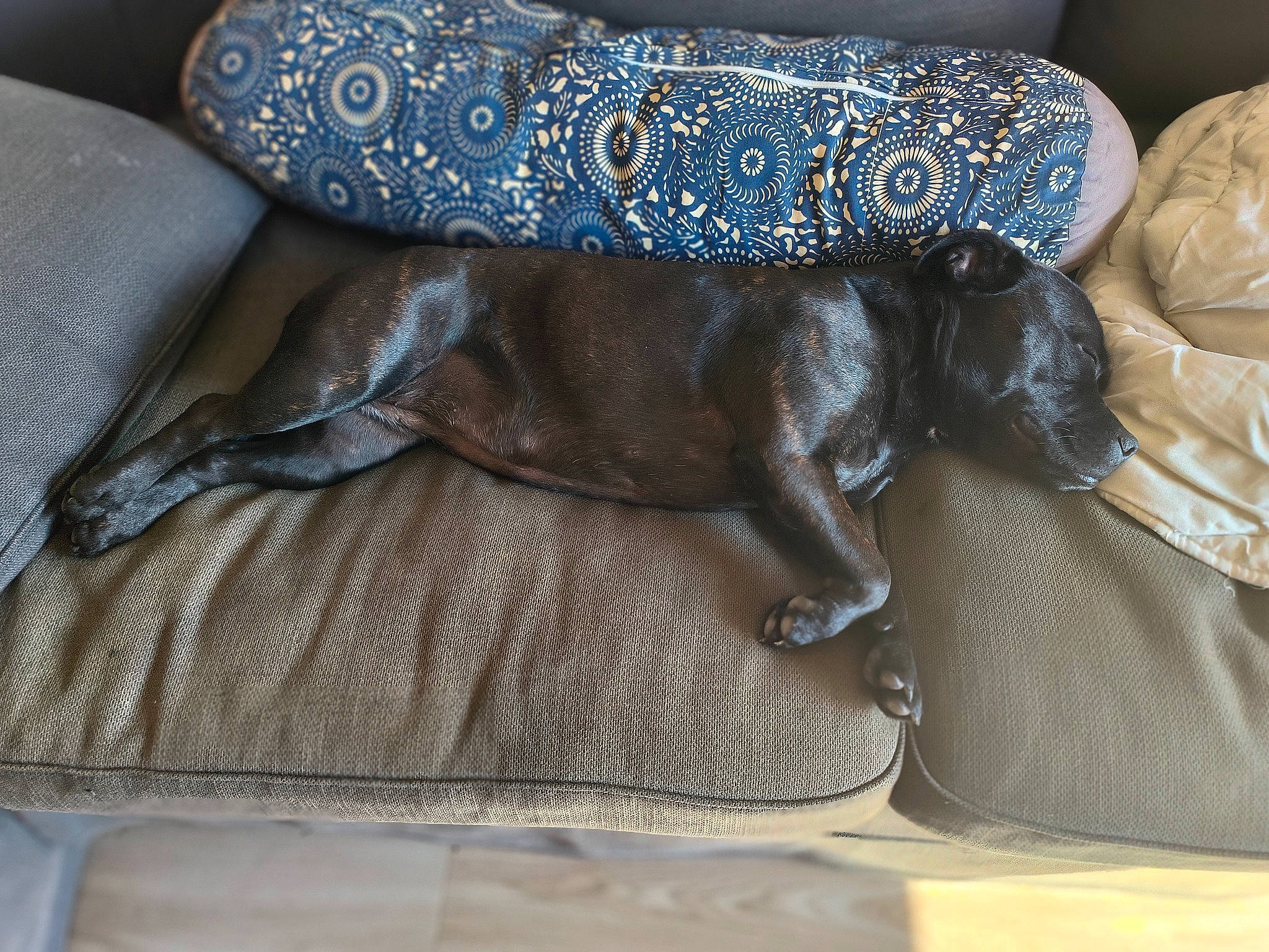 Shaya a rejoint le concours — aidez-le/la à gagner de superbes lots ! brown, canidae, carnivore, comfort, companion_dog, creative_arts, dog, dog_breed, electric_blue, fashion_accessory, fawn, grey, human_leg, linens, liver, pattern, sporting_group, textile, working_animal, wrist