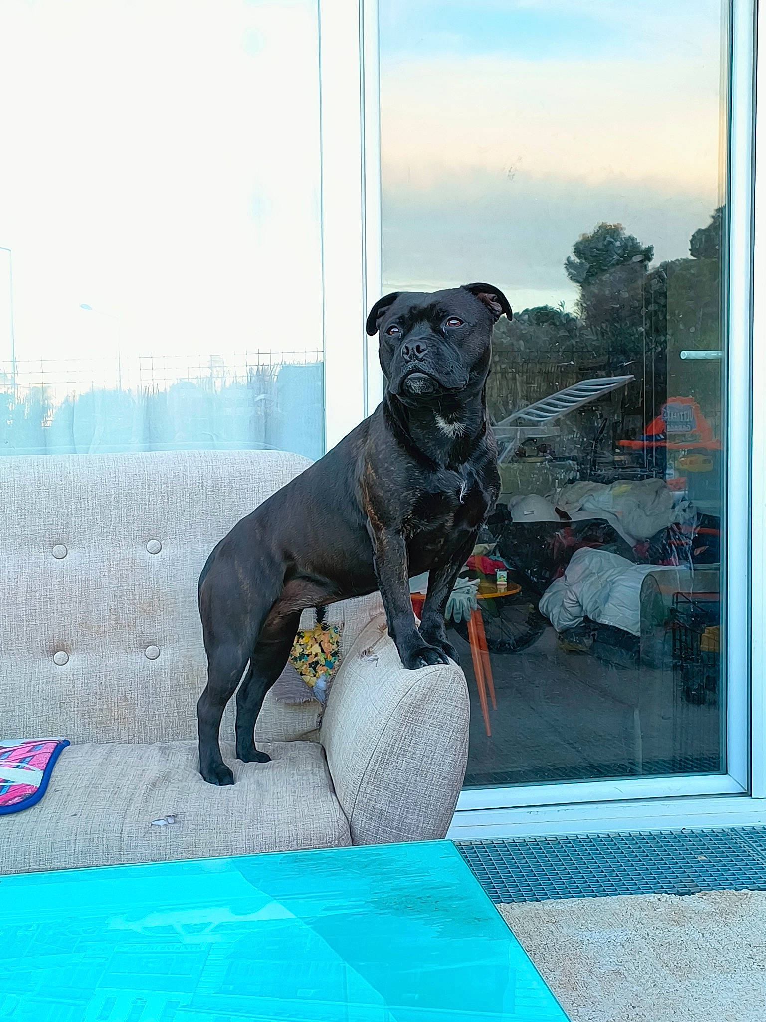 Shaya participe au concours pour gagner de l'argent avec cette photo : art, canidae, carnivore, cloud, companion_dog, dog, dog_breed, dog_collar, fawn, guard_dog, metal, pet_supply, sculpture, sky, snout, sporting_group, tail, terrestrial_animal, window, working_animal