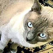 Kilo joined the competition — help win amazing prizes! cat, siamese_cat, blue_eyes, pet, animal, fur, close_up, indoor, carpet, pattern, looking_up, whiskers, ears, cute, domestic_cat, feline, portrait, mammal, four_legs, household_pet