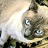 cat, siamese_cat, blue_eyes, pet, animal, fur, close_up, indoor, carpet, pattern, looking_up, whiskers, ears, cute, domestic_cat, feline, portrait, mammal, four_legs, household_pet