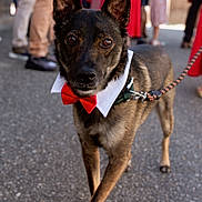 Wyrdan participe au concours pour gagner de l'argent avec cette photo : dog, bow_tie, collar, leash, outdoor, people, blurred_background, pavement, walking, brown_fur, ears_up, pet, fashion, event, canine, close_up, focused, animal, celebration, street