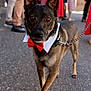 dog, bow_tie, collar, leash, outdoor, people, blurred_background, pavement, walking, brown_fur, ears_up, pet, fashion, event, canine, close_up, focused, animal, celebration, street