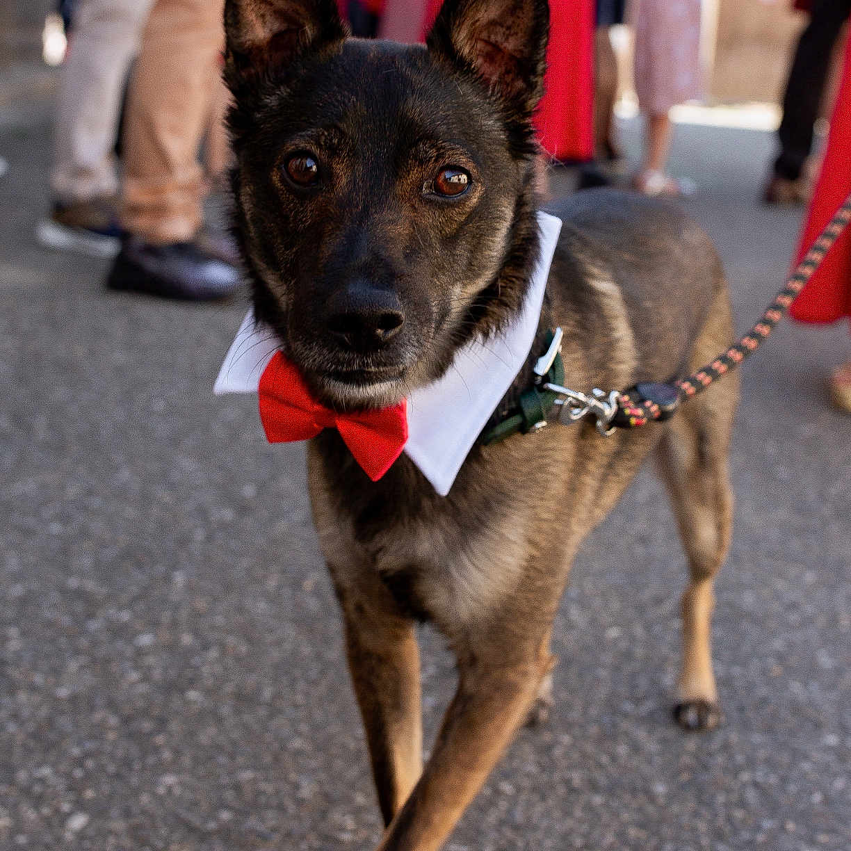 Wyrdan participe au concours pour gagner de l'argent avec cette photo : animal, blurred_background, bow_tie, brown_fur, canine, celebration, close_up, collar, dog, ears_up, event, fashion, focused, leash, outdoor, pavement, people, pet, street, walking
