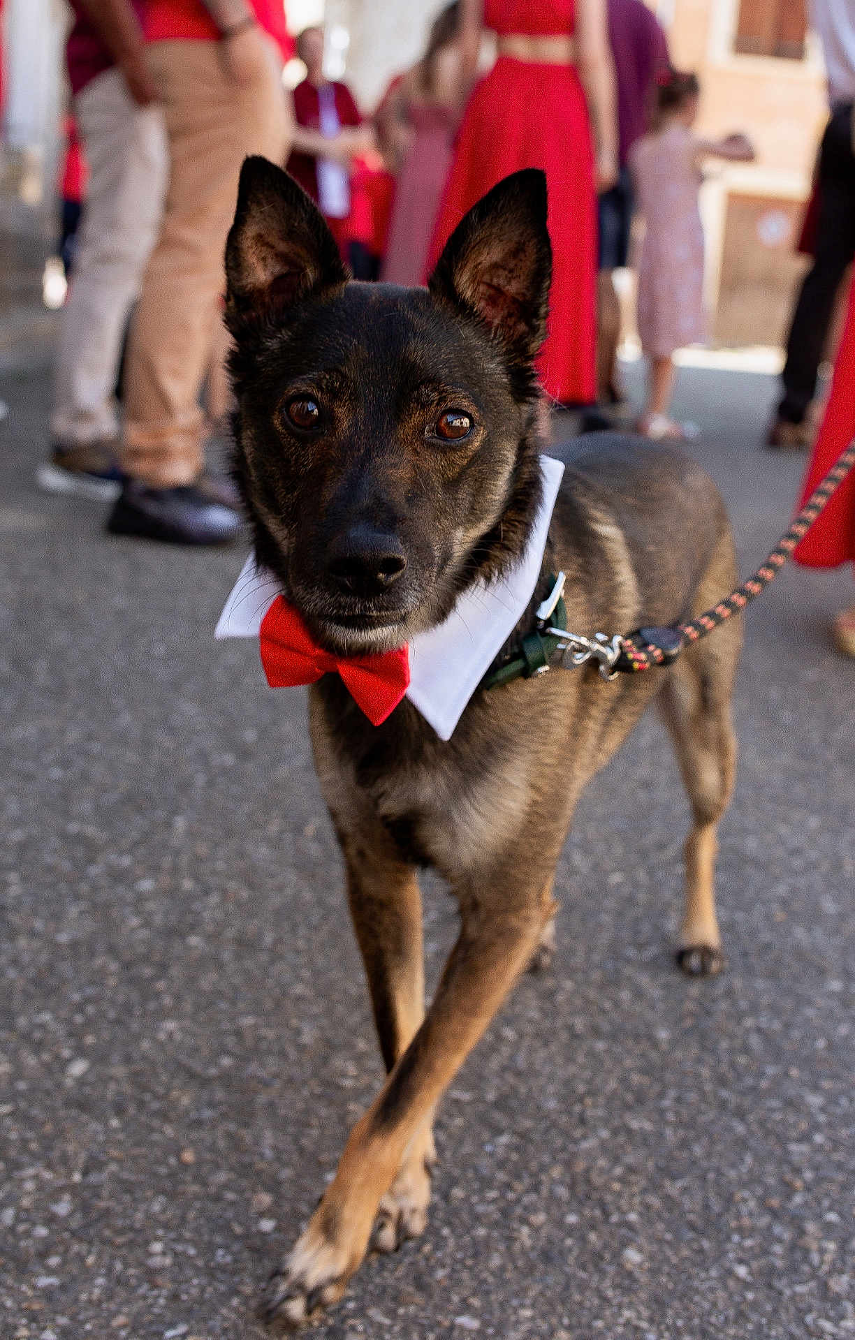 Wyrdan participe au concours pour gagner de l'argent avec cette photo : dog, bow_tie, collar, leash, outdoor, people, blurred_background, pavement, walking, brown_fur, ears_up, pet, fashion, event, canine, close_up, focused, animal, celebration, street
