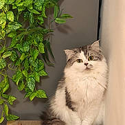 Tao a rejoint le concours — aidez-le/la à gagner de superbes lots ! cat, fluffy, indoor, plant, wooden_surface, curious, pet, feline, green_leaves, sitting, close_up, domestic_animal, whiskers, tail, eyes, fur, cute, houseplant, cozy, relaxed