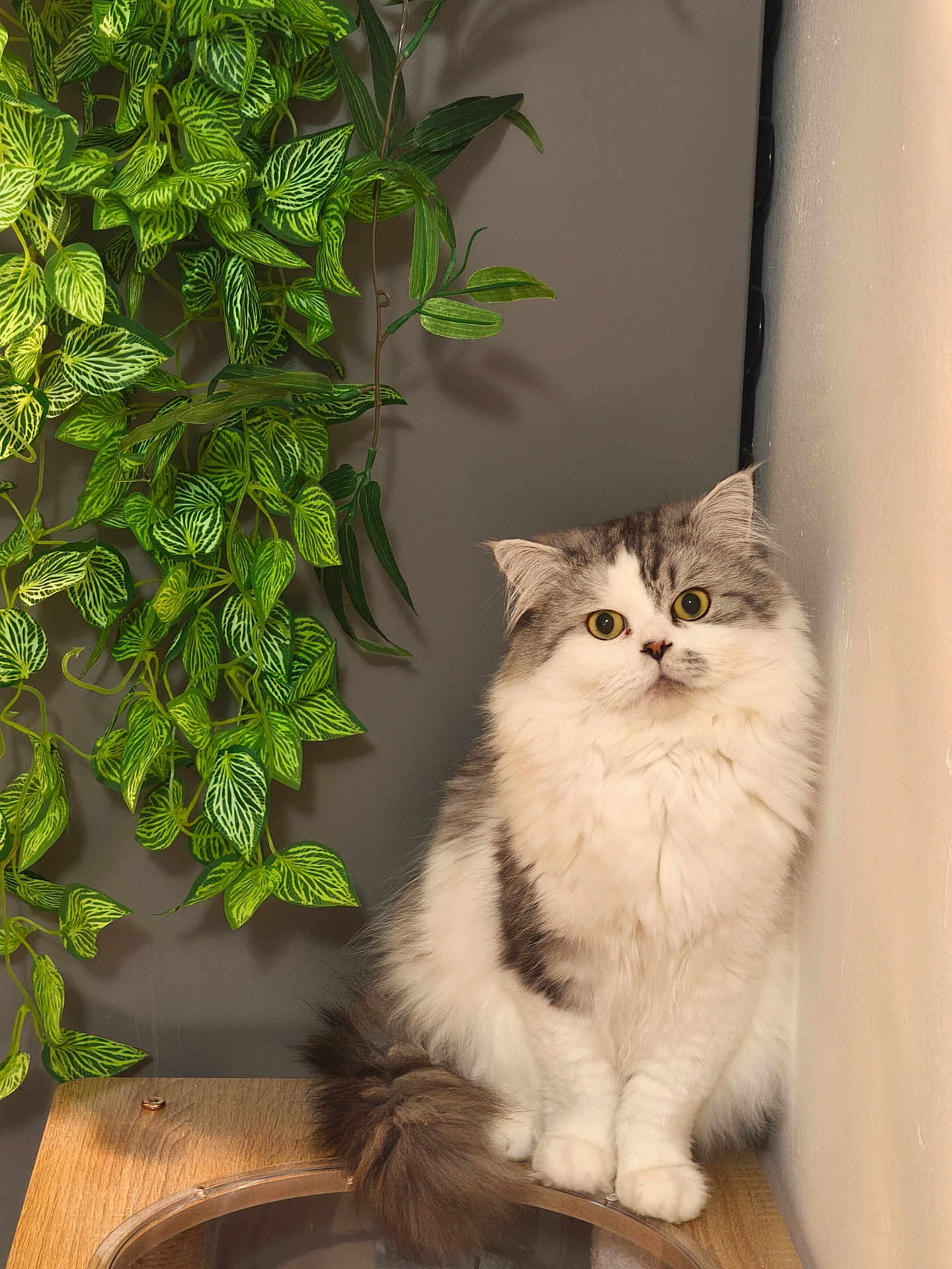 Tao a rejoint le concours — aidez-le/la à gagner de superbes lots ! cat, fluffy, indoor, plant, wooden_surface, curious, pet, feline, green_leaves, sitting, close_up, domestic_animal, whiskers, tail, eyes, fur, cute, houseplant, cozy, relaxed
