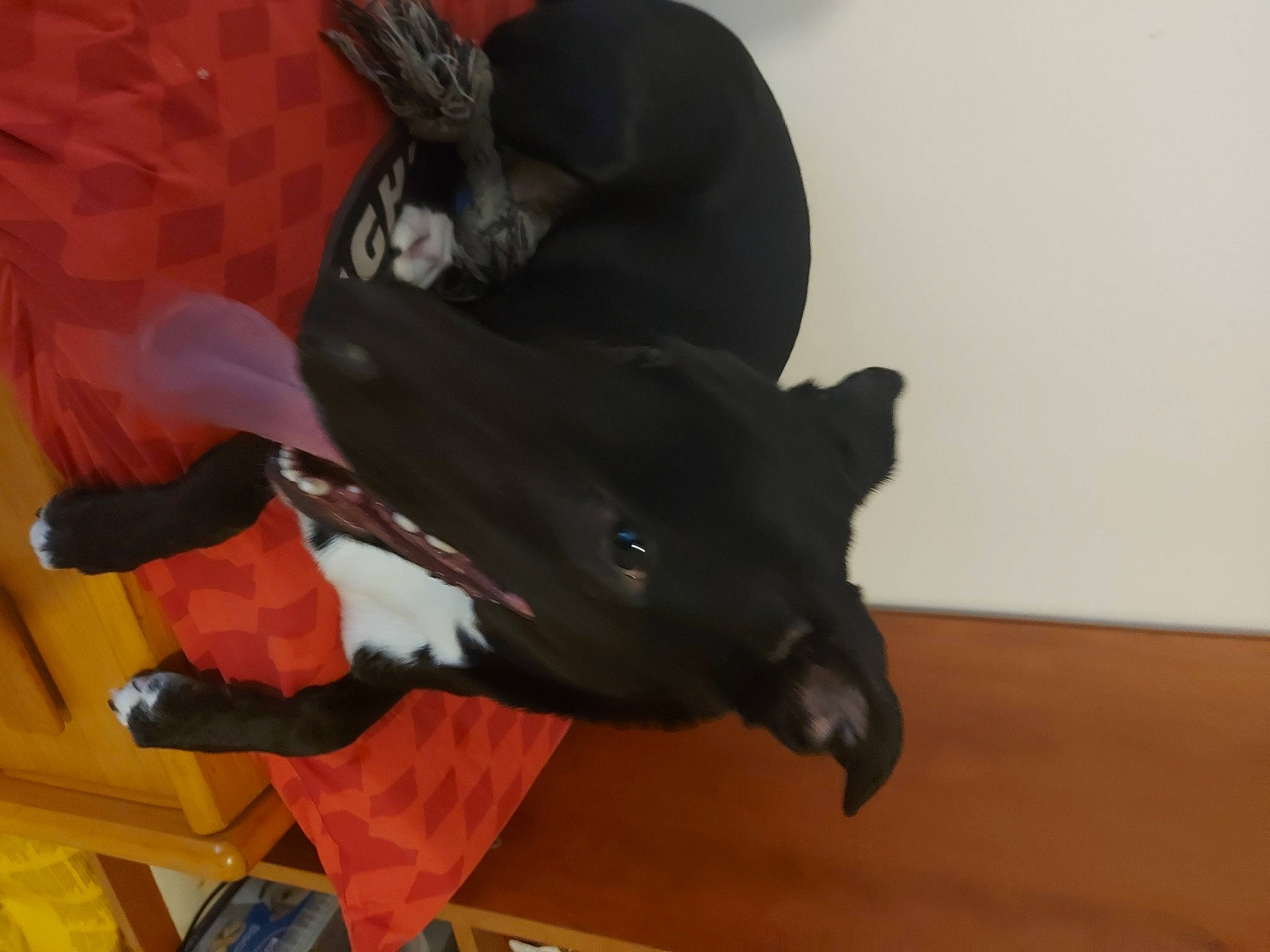 Maki participe au concours pour gagner de l'argent avec cette photo : carmine, carnivore, collar, companion_dog, dog, dog_breed, felidae, flooring, fur, guard_dog, hardwood, non_sporting_group, small_to_medium_sized_cats, sporting_group, tail, wood, working_animal