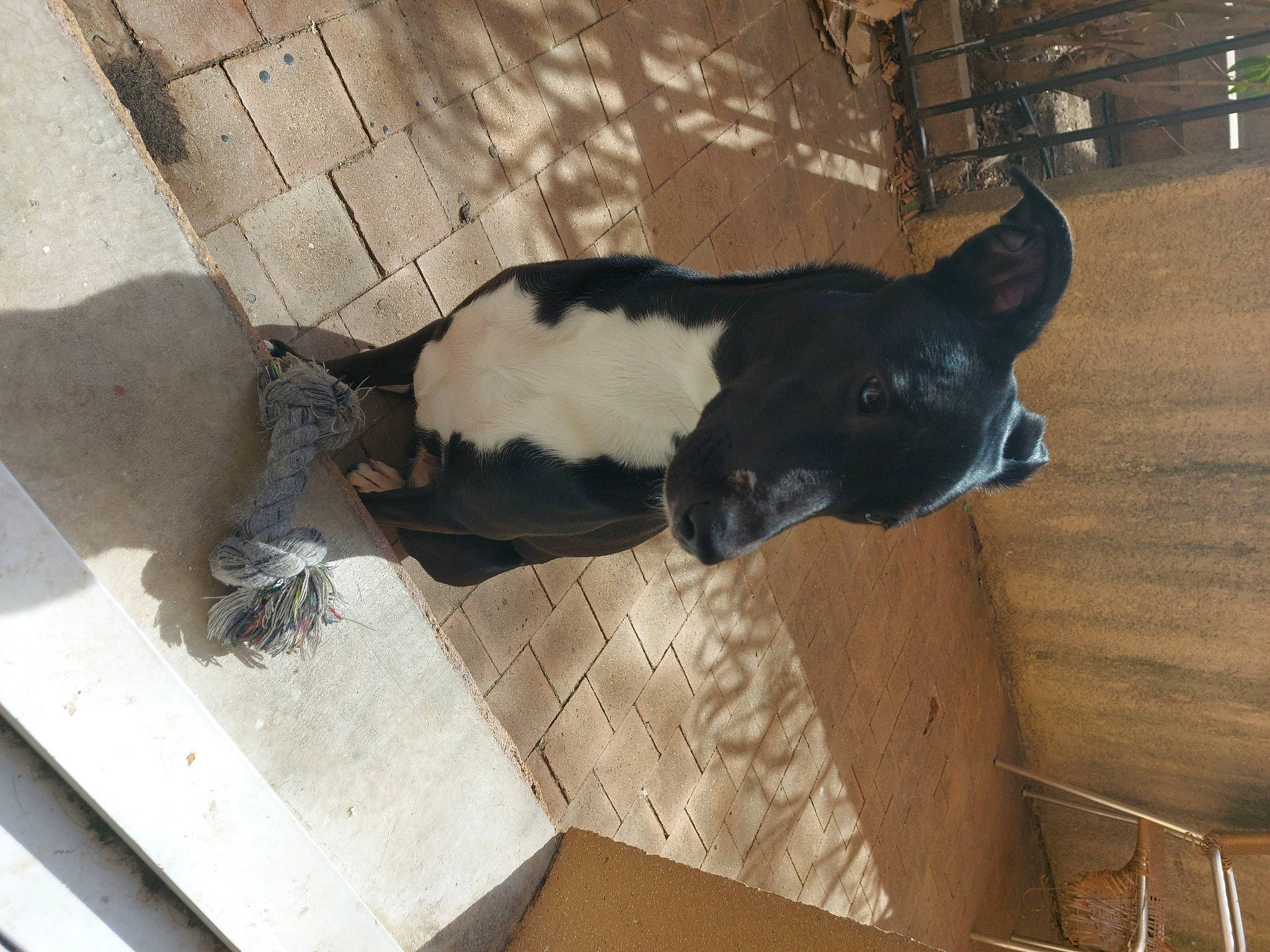 Maki participe au concours pour gagner de l'argent avec cette photo : canidae, carnivore, companion_dog, dog, dog_breed, fawn, felidae, flooring, fur, hardwood, non_sporting_group, pet_supply, shadow, small_to_medium_sized_cats, snout, sporting_group, tail, whiskers, wood