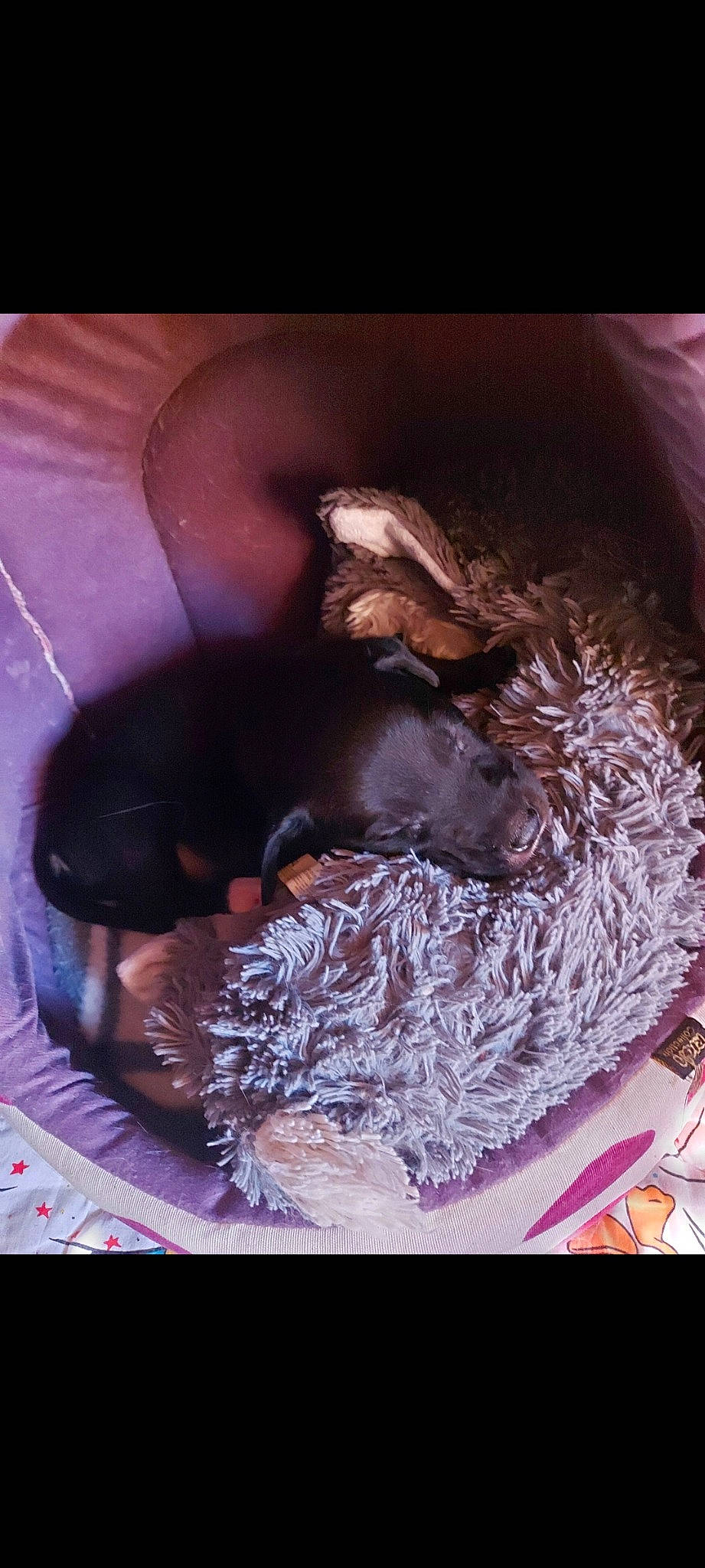 Maki participe au concours pour gagner de l'argent avec cette photo : canidae, carnivore, comfort, companion_dog, dog, dog_breed, fawn, felidae, fur, guard_dog, liver, nap, organism, sleep, small_to_medium_sized_cats, snout, sporting_group, tail, whiskers, working_animal