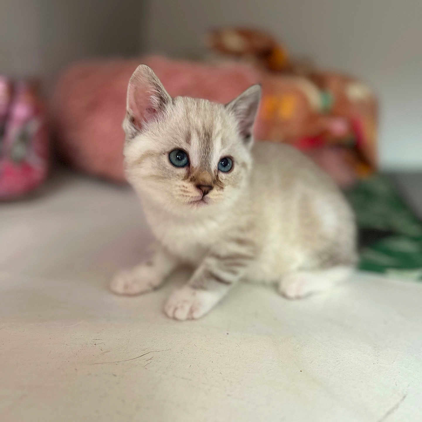 Pookie a rejoint le concours — aidez-le/la à gagner de superbes lots ! kitten, cat, blue_eyes, fur, pet, animal, indoor, cute, small, young, curious, whiskers, paws, soft, feline, domestic_animal, playful, resting, bedroom, blanket