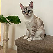 Pookie participe au concours pour gagner de l'argent avec cette photo : cat, blue_eyes, sitting, scratching_post, plant, indoor, furniture, ottoman, beige, brown, striped, domestic_cat, pet, whiskers, fur, ears, claws, curious, houseplant, floor