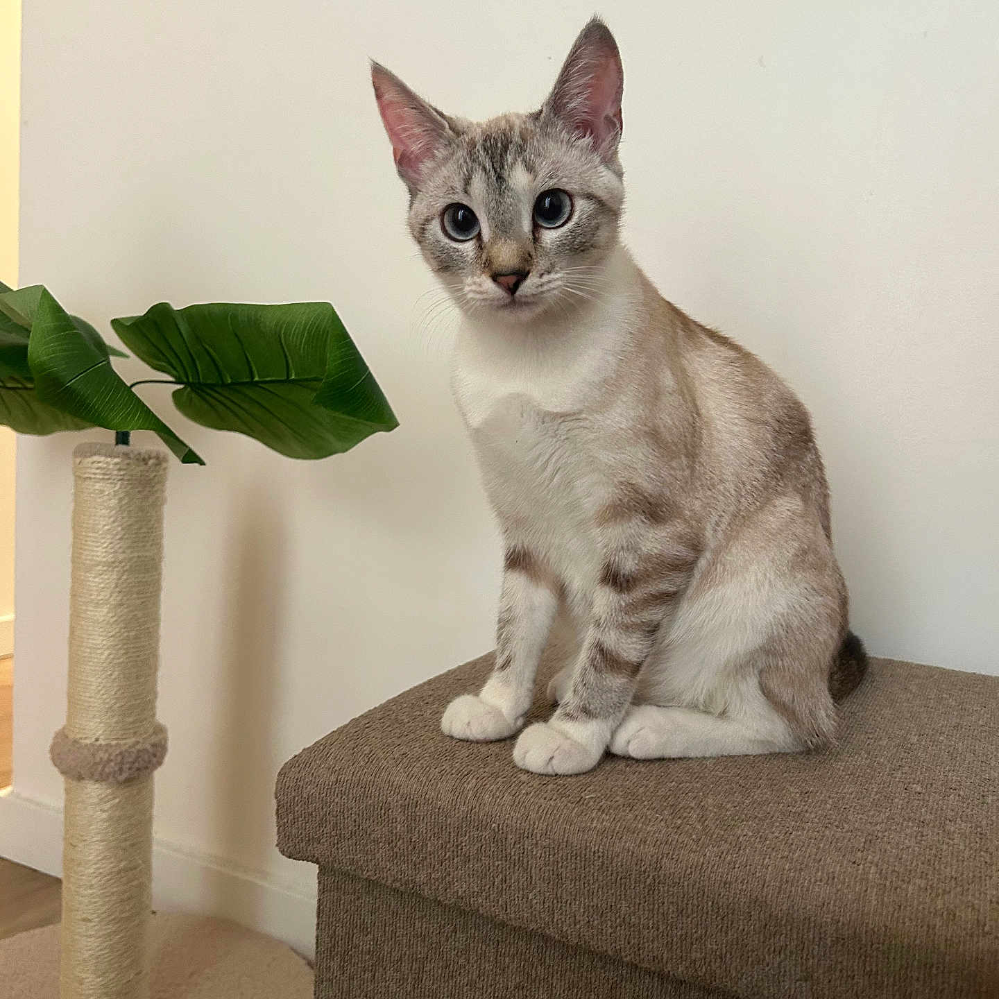 Pookie participe au concours pour gagner de l'argent avec cette photo : cat, blue_eyes, sitting, scratching_post, plant, indoor, furniture, ottoman, beige, brown, striped, domestic_cat, pet, whiskers, fur, ears, claws, curious, houseplant, floor