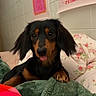 dog, dachshund, puppy, tongue_out, pet, animal, indoors, blanket, green_blanket, floral_blanket, cute, small_dog, wall, poster, colorful, fur, ears, paw, resting, cozy
