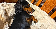 Milo is registered to the contest to win money with this photo: animal, black, brown, comfort, cozy, cute, dachshund, dog, flooring, fluffy, fur, home, indoor, pet_bed, relaxing, resting, sleeping, small_dog, tongue_out, wooden_chair