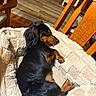 Milo is registered to the contest to win money with this photo: dog, dachshund, sleeping, pet_bed, fluffy, wooden_chair, indoor, flooring, resting, tongue_out, cozy, brown, black, fur, cute, animal, home, relaxing, small_dog, comfort