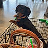 dog, dachshund, shopping_cart, bag, drink, straw, indoor, store, floor, reflection, pet, curious, black, brown, collar, handle, pattern, shopping, retail, casual